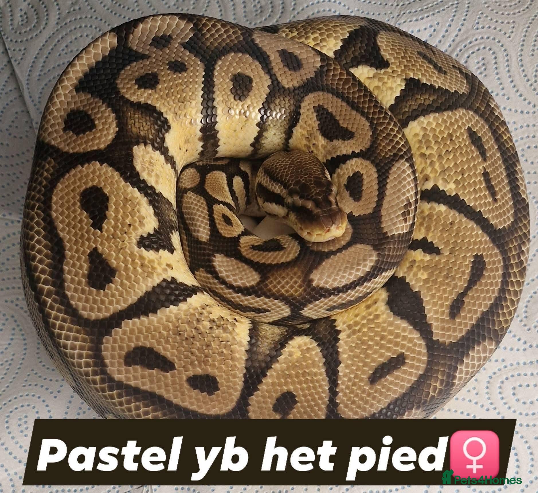 Python Snake reptiles Various royals - Advert 20