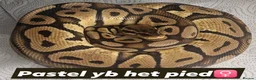 Python Snake reptiles for sale: Various royals in Bilston - Advert 4
