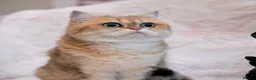 British Shorthair cats for sale: BSH retired Queen, very young  - Advert 6