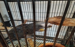 Parrots birds for sale: African grey for sale - Image 3