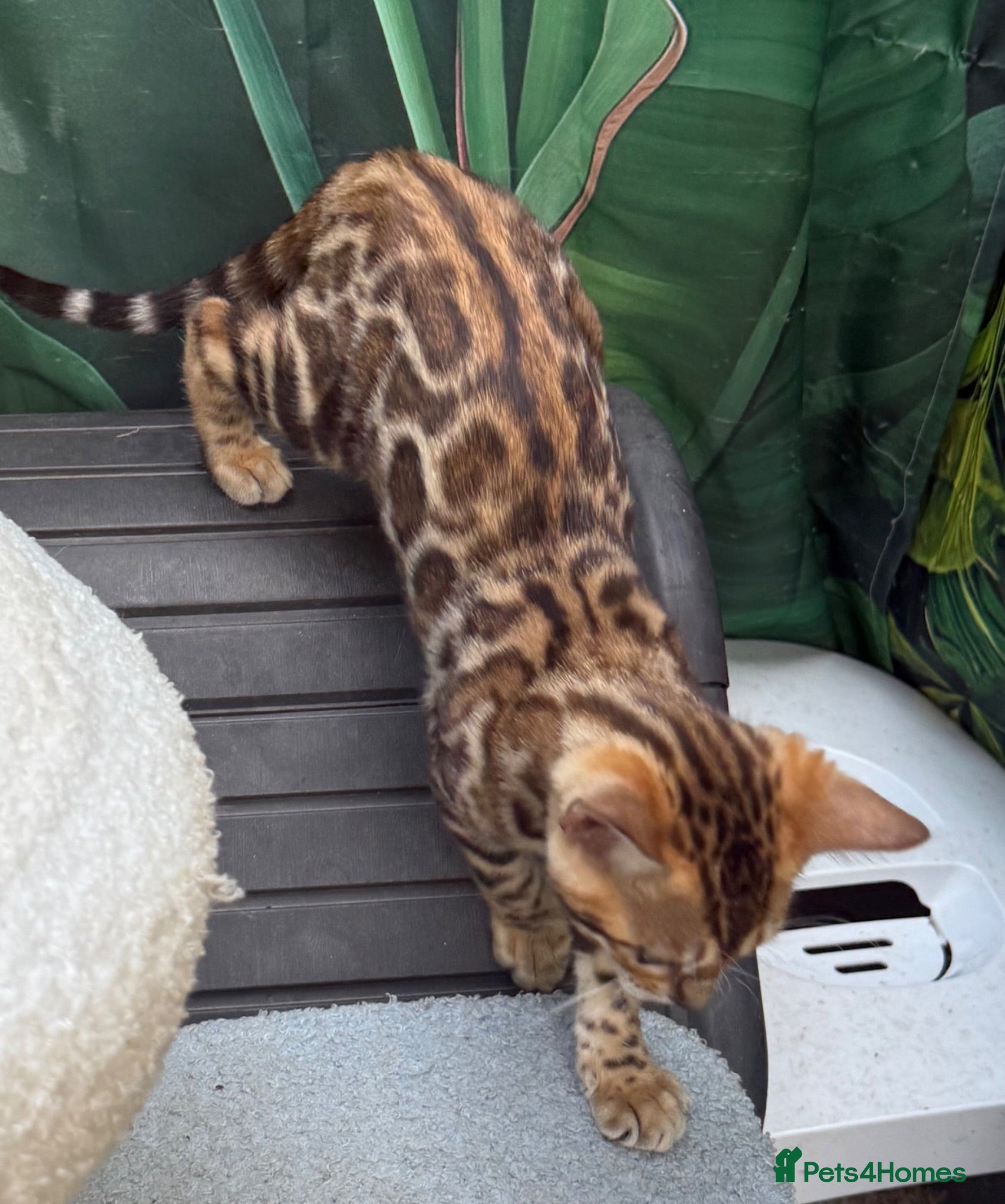 Bengal cats 🩷 Stunning TICA ✨ Health tested Bengal kitten  - Advert 1