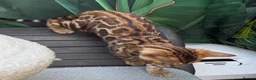 Bengal cats for sale: 🩷 Stunning TICA ✨ Health tested Bengal kitten  - Advert 3