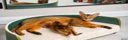 Abyssinian cats for sale: Caspian Boy - elegant, unique champion line🥇 - Advert 6