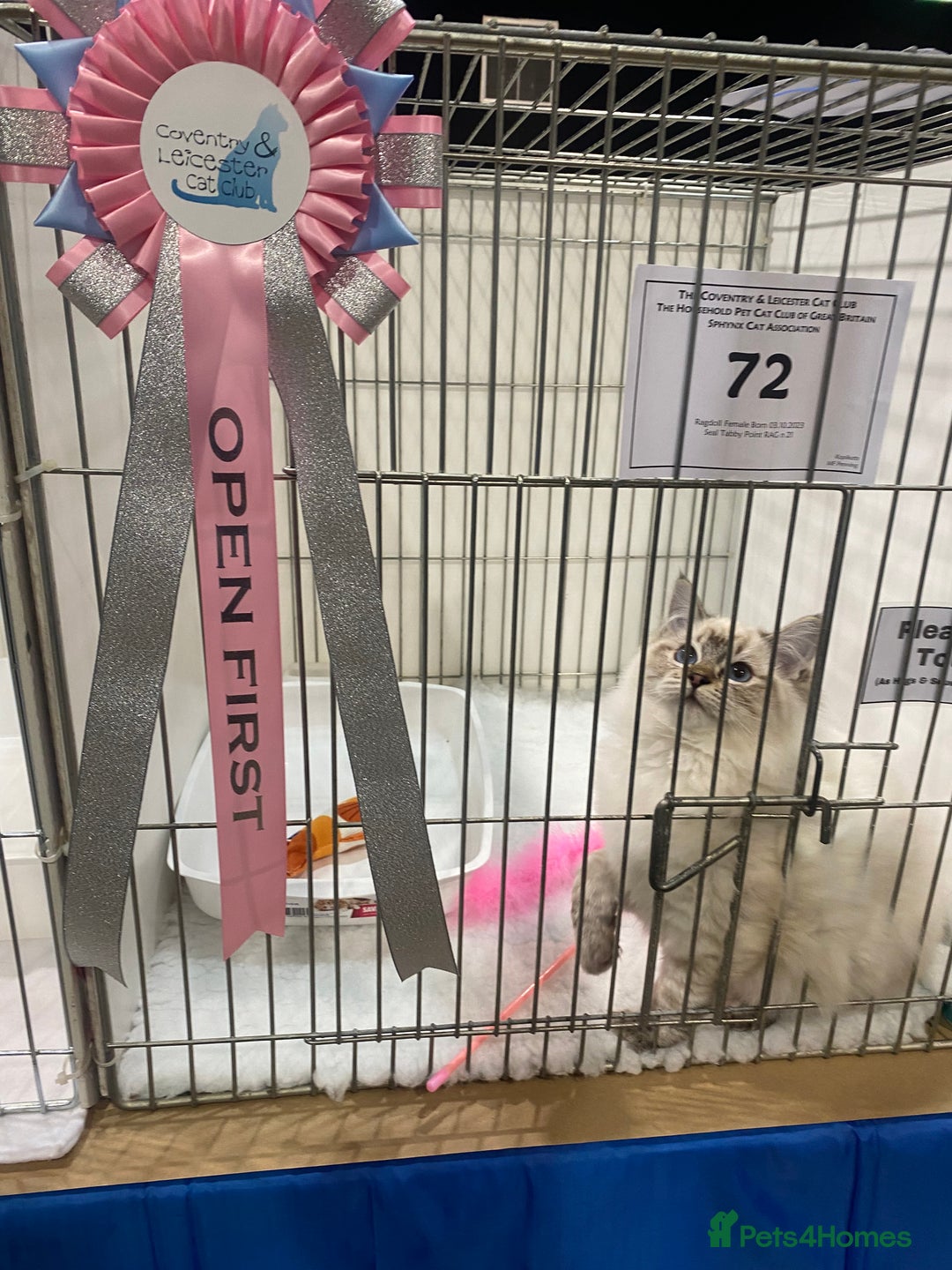 Ragdoll cats for sale: Champion blood dilute blue tabby ragdoll kitten - Image 17