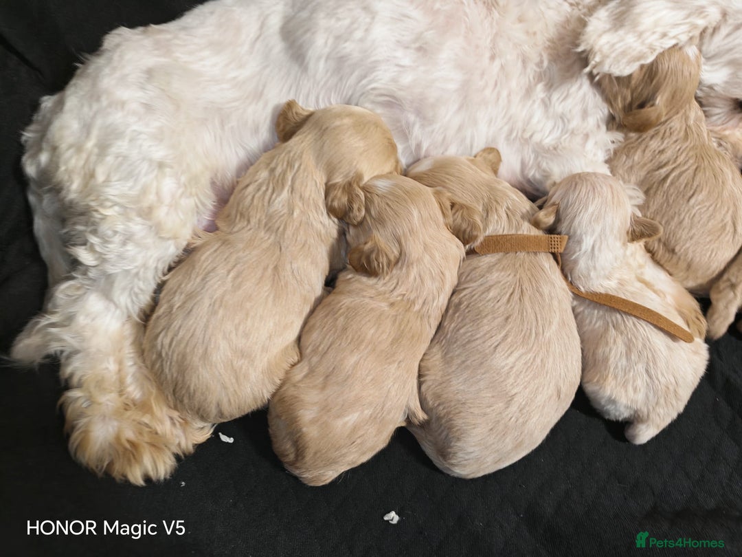 Maltipoo dogs for sale: Miniature Maltipoo Ready to leave soon - Advert 11