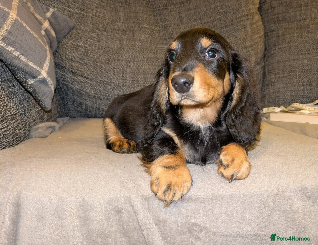 Dachshund dogs for sale: Stunning Long Haired Dachshund Puppies  - Advert 6