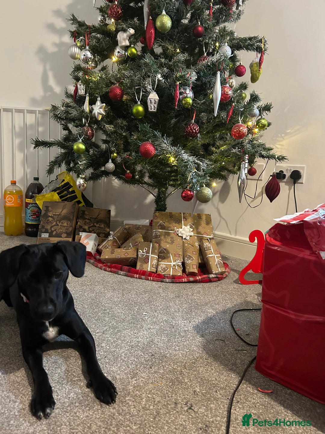 Springador dogs for sale: Bella the springador  - Advert 2