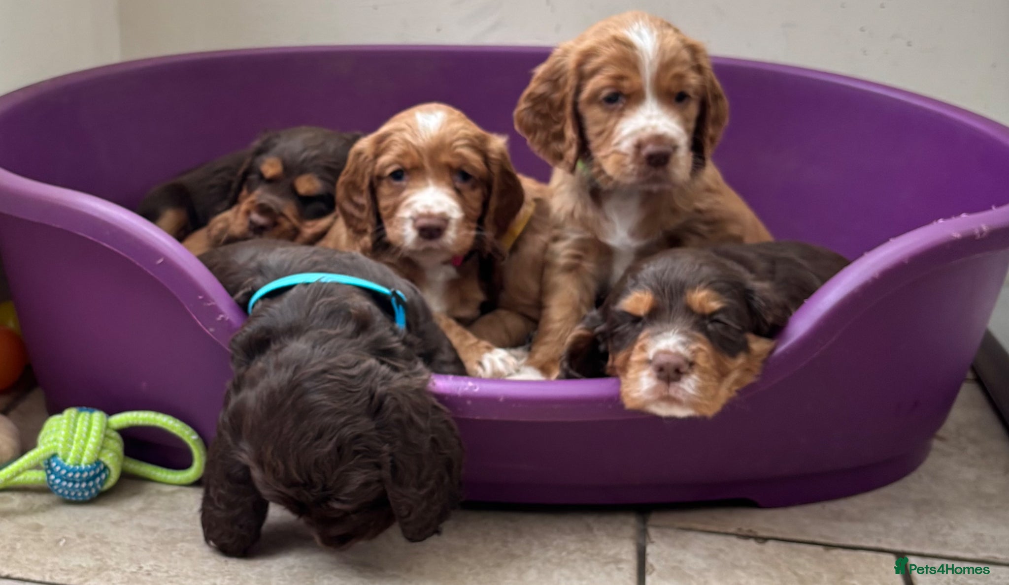 Cocker Spaniel dogs Working line Cocker Spaniels  - Advert 9