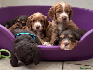 Cocker Spaniel dogs Working line Cocker Spaniels - Advert 9