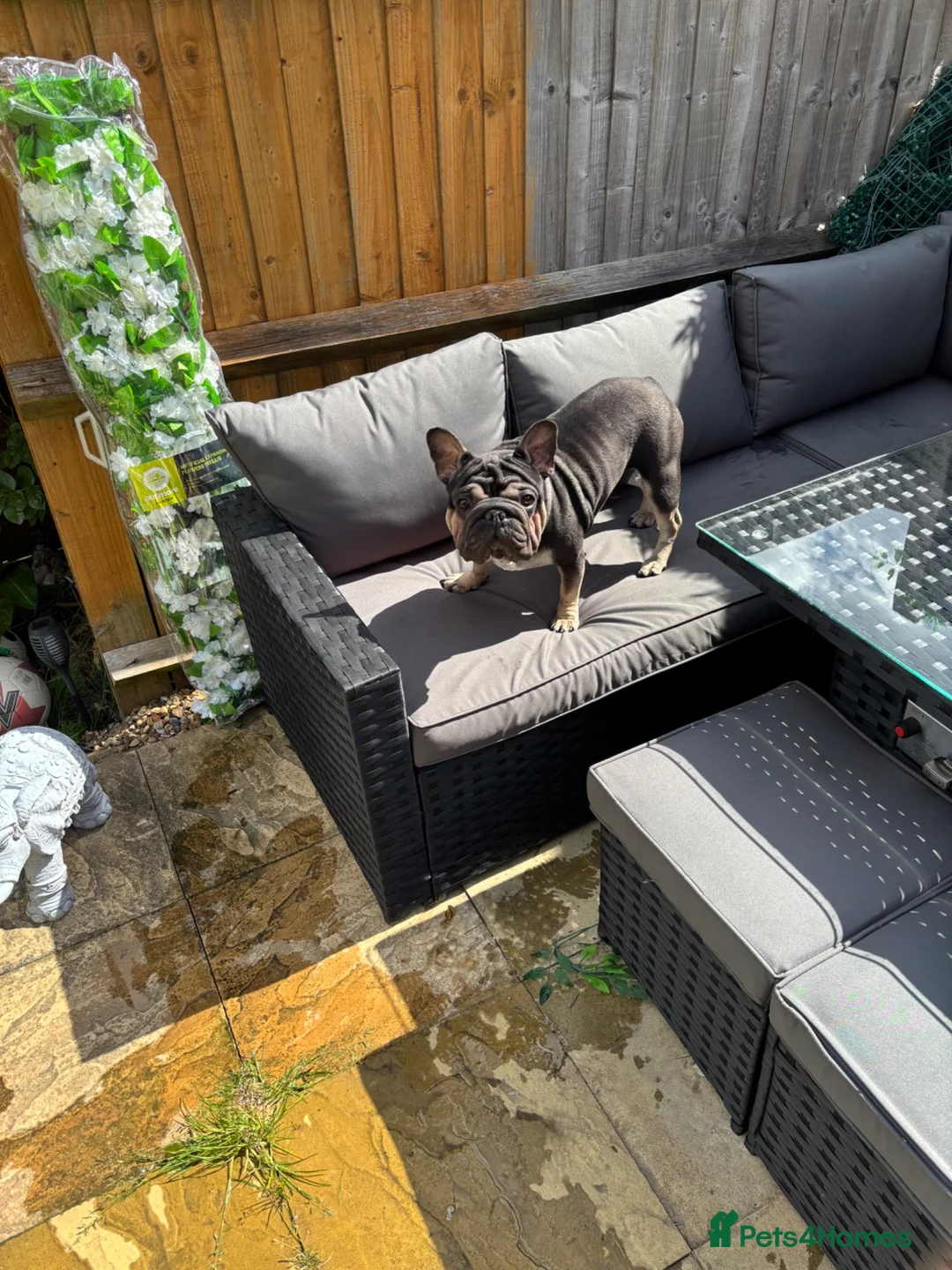 French Bulldog dogs for stud: Black and tan French bulldog  - Advert 2