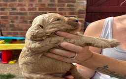 Cockapoo dogs for sale: F1B Cockapoo - Image 8