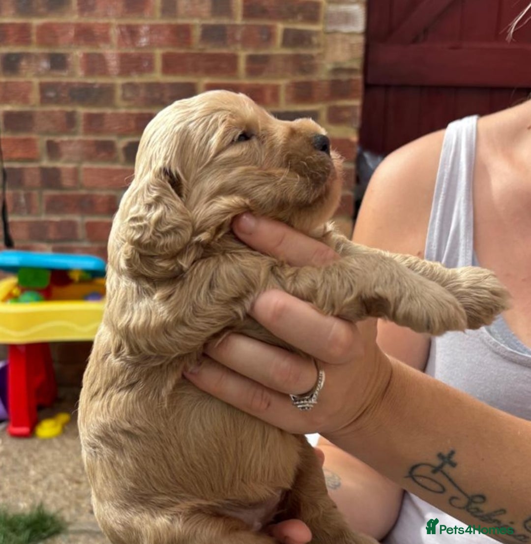 Cockapoo dogs for sale: F1B Cockapoo - Image 8