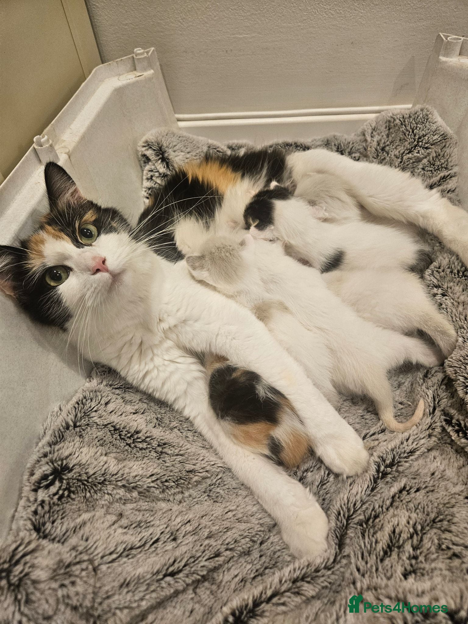 Ragdoll cats Stunning, Friendly Ragdoll cross kittens - Advert 1