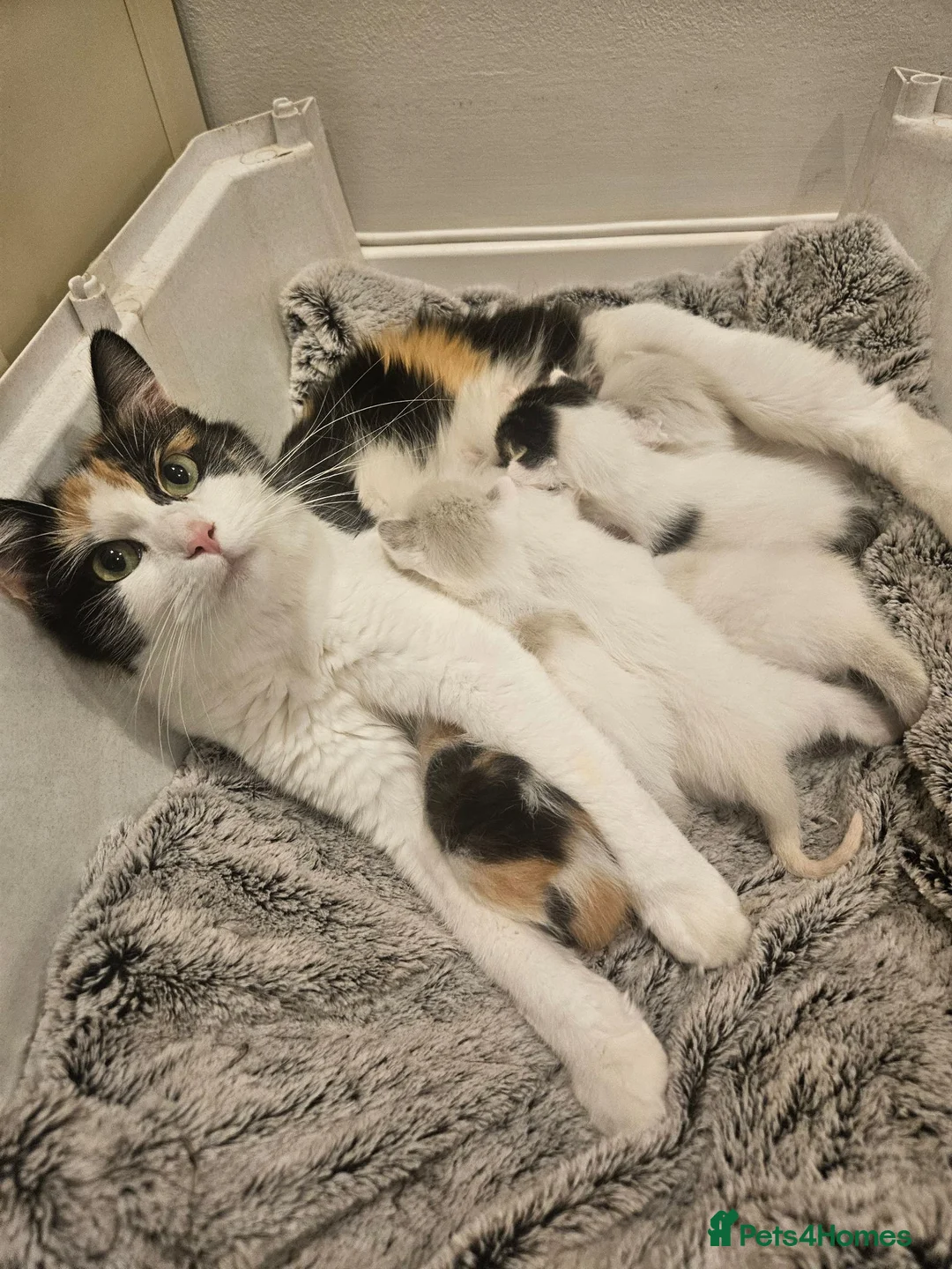 Ragdoll cats for sale: Stunning, Friendly Ragdoll cross kittens - Advert 1