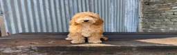 Cockapoo dogs for sale: Full Health tested Amazing obedience champion  - Advert 16