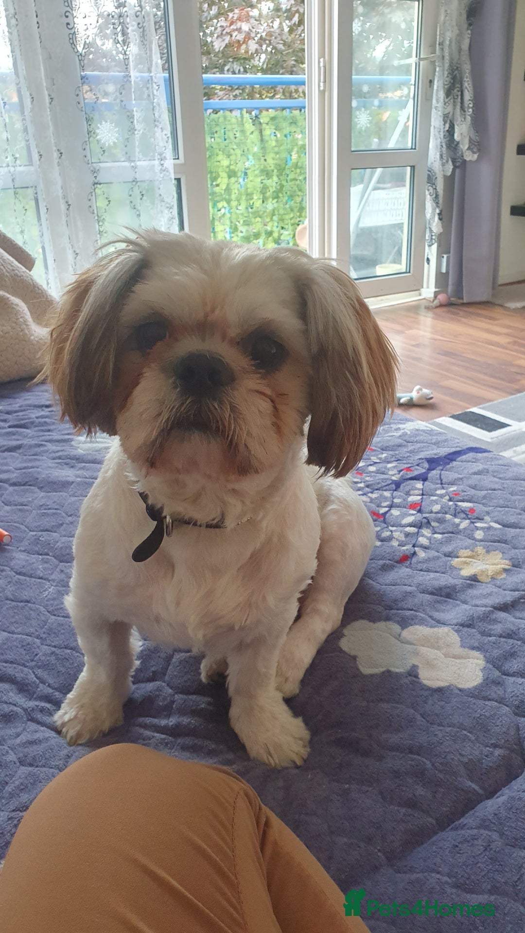 Shih Tzu dogs for sale: Dog for sale  - Image 2