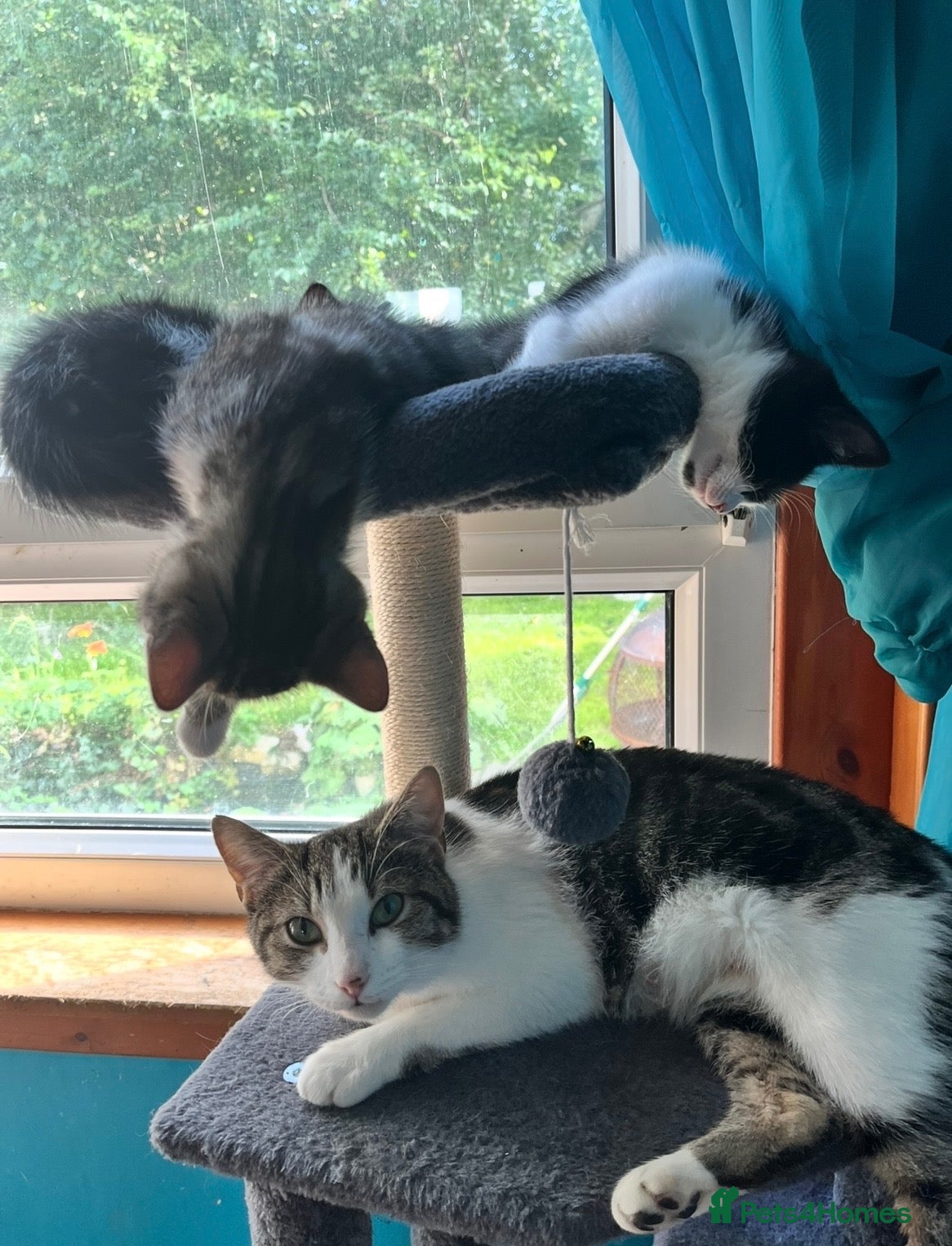 Domestic Shorthair cats Kittens  - Advert 5