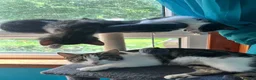 Domestic Shorthair cats for sale: Kittens  in Peterhead - Advert 1