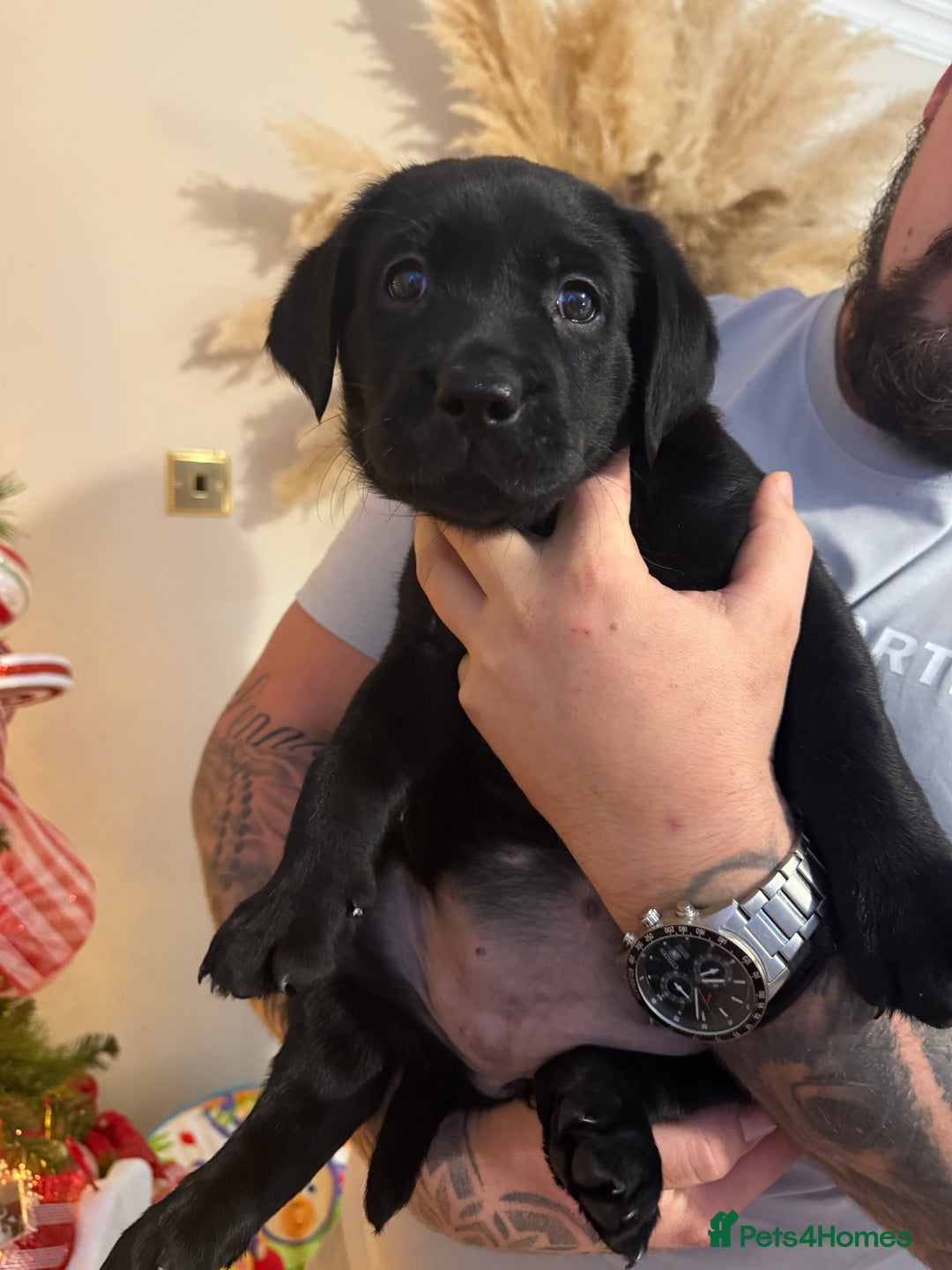 Labrador Retriever dogs for sale: (REDUCED) KC registered Labradors  - Advert 29