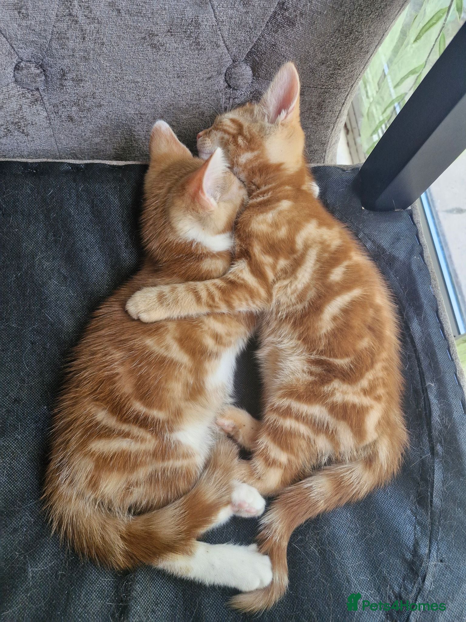 British Shorthair cats Beautiful ginger tabby boys, ready now - Advert 1