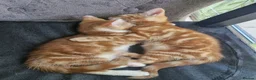 British Shorthair cats for sale: Beautiful ginger tabby boys, ready now - Advert 1