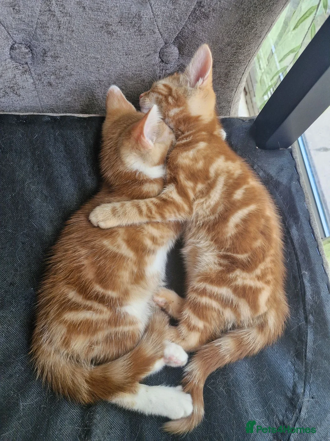 British Shorthair cats for sale: Beautiful ginger tabby boys, ready now - Advert 1