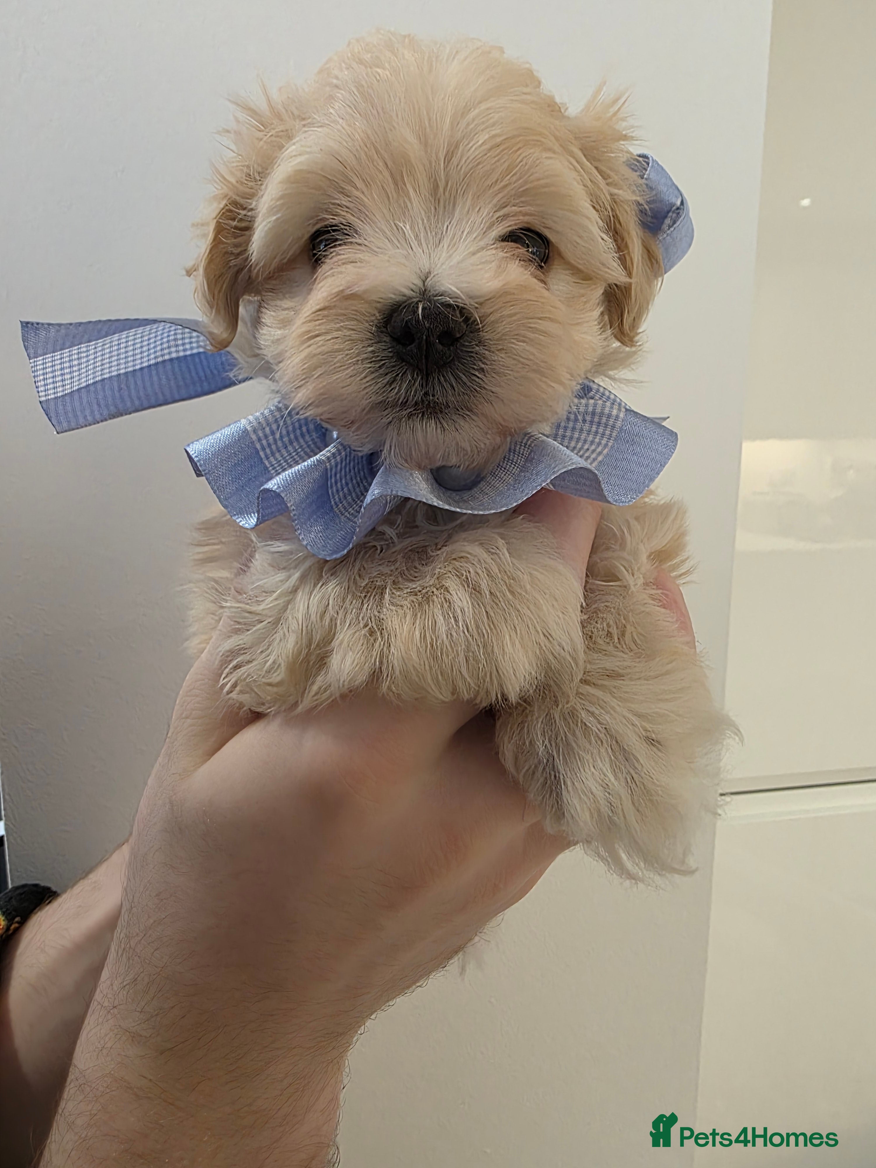 Maltipoo dogs Beautiful f1 korean maltipoo males - Advert 5