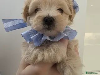 Maltipoo dogs Beautiful f1 korean maltipoo males - Advert 5