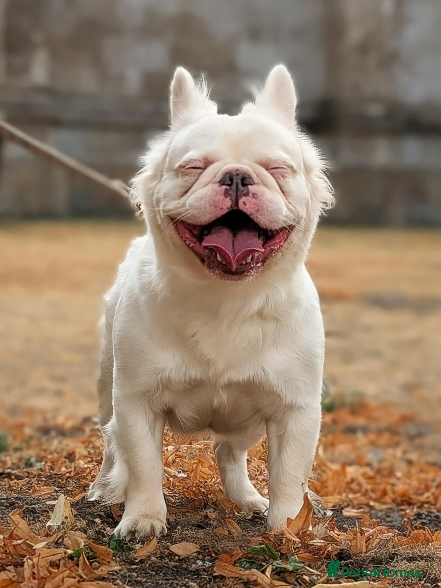 French Bulldog dogs Fluffy husky koi tri Frenchie pups  - Advert 1