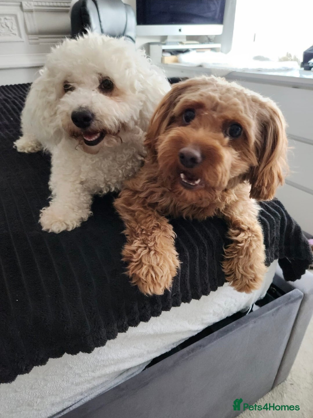 Mixed Breed dogs for sale: Time to say goodbye  - Image 5