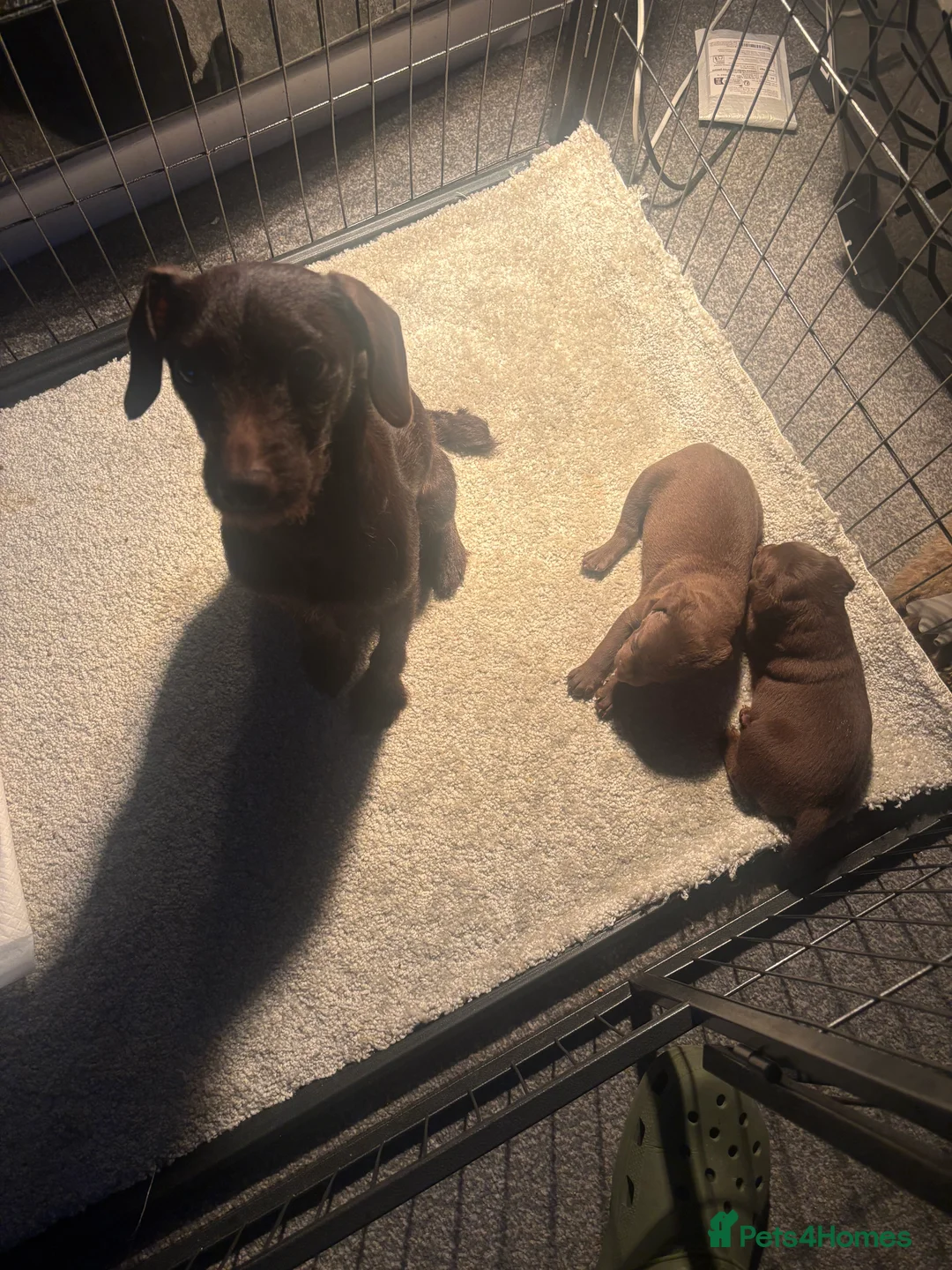 Patterdale Terrier dogs for sale: Patterdale pups  - Advert 8