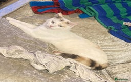Mixed Breed cats for sale: CREAM male & Tabby female.  - Image 7
