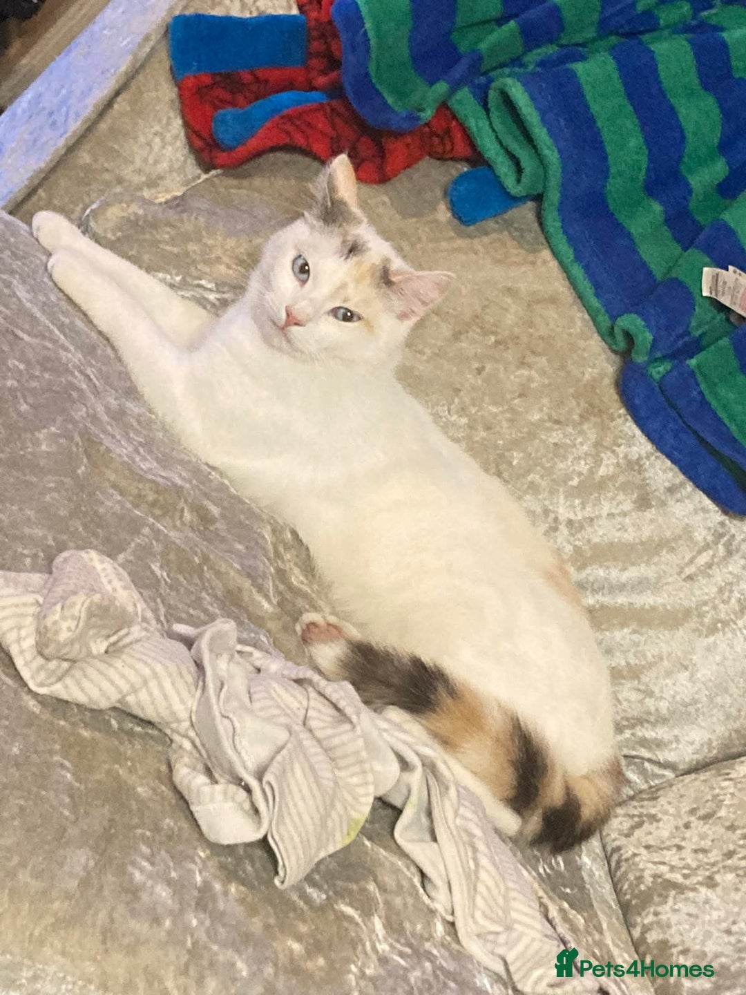 Mixed Breed cats for sale: CREAM male & Tabby female.  - Image 7