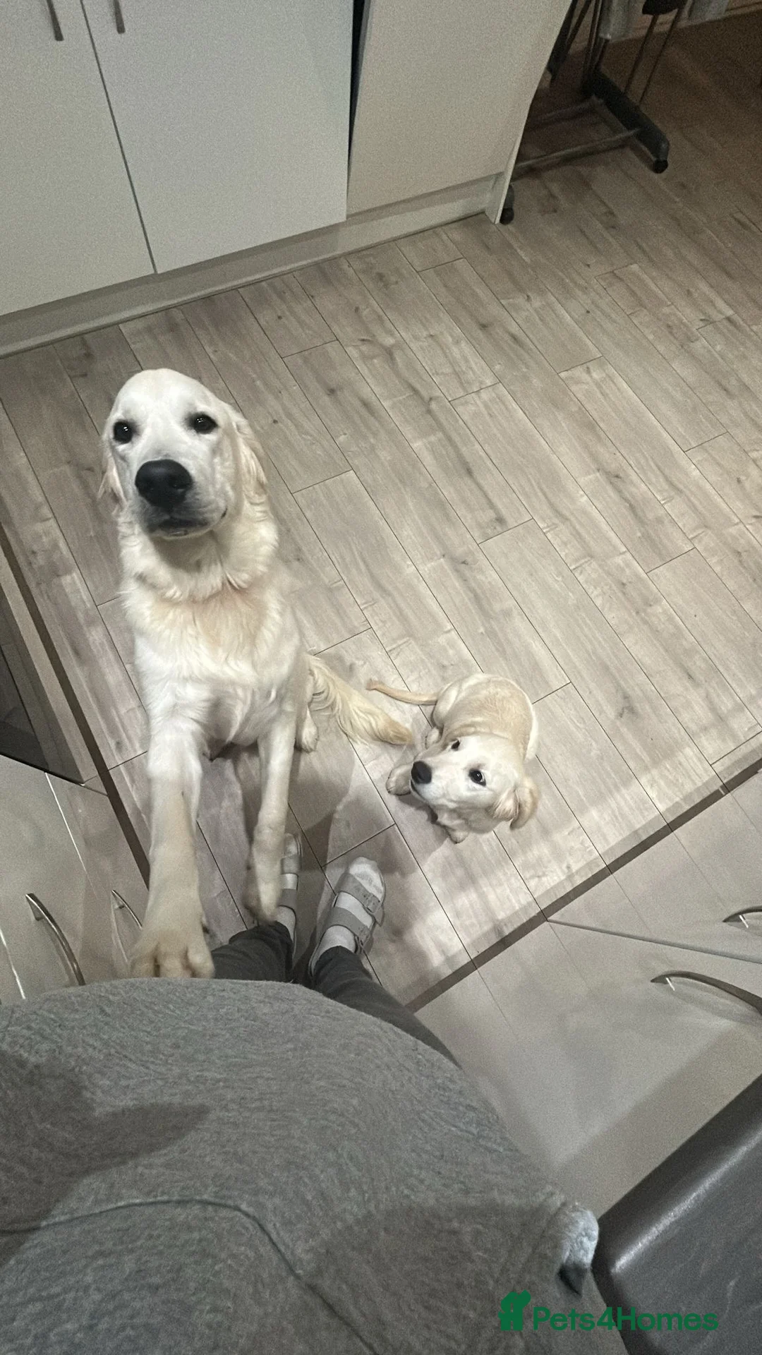 Golden Retriever dogs for sale: 2 Male golden retrievers for rehoming - Advert 7