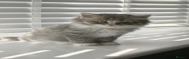 British Longhair Kitten 3
