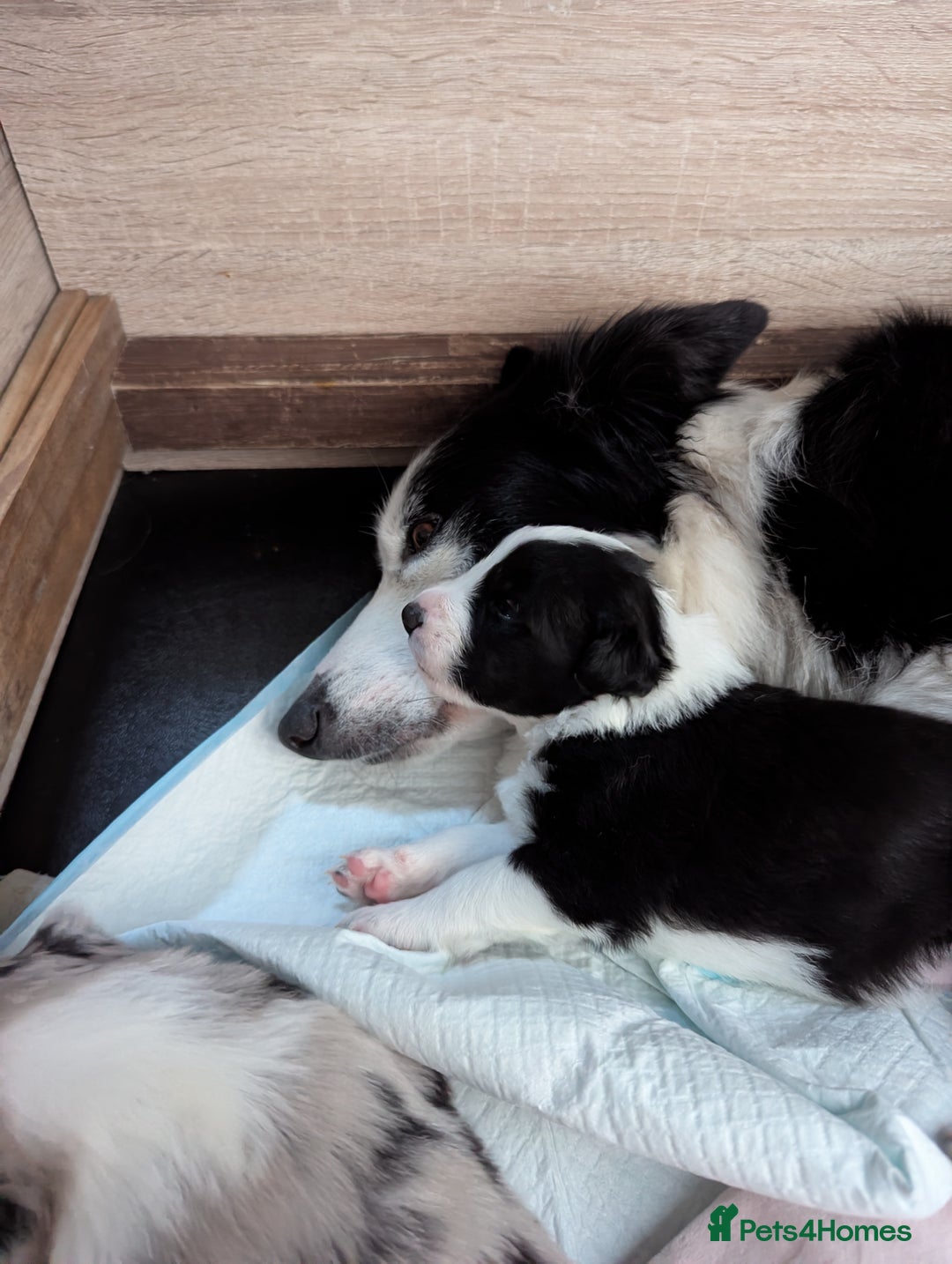 Border Collie dogs for sale: ISDS&KC REGISTERED BORDER COLLIE /MERLE PUPS  - Advert 12
