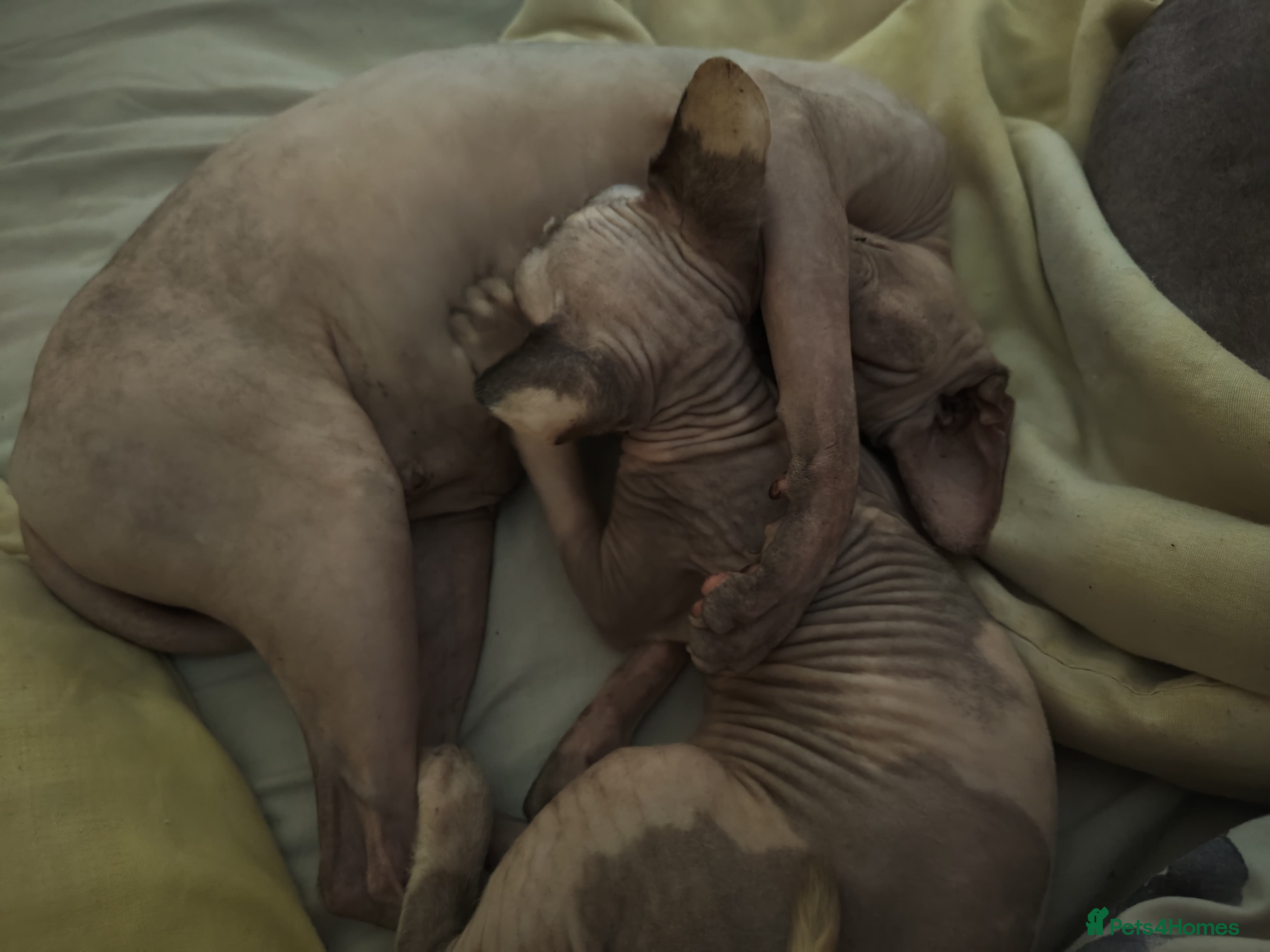 Sphynx cats for sale: Elf and sphinx mix - Advert 3