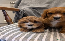 Cavachon dogs for sale: 2 Stunning Deep Red F1b Cavachon Puppies💙🩷 - Advert 6