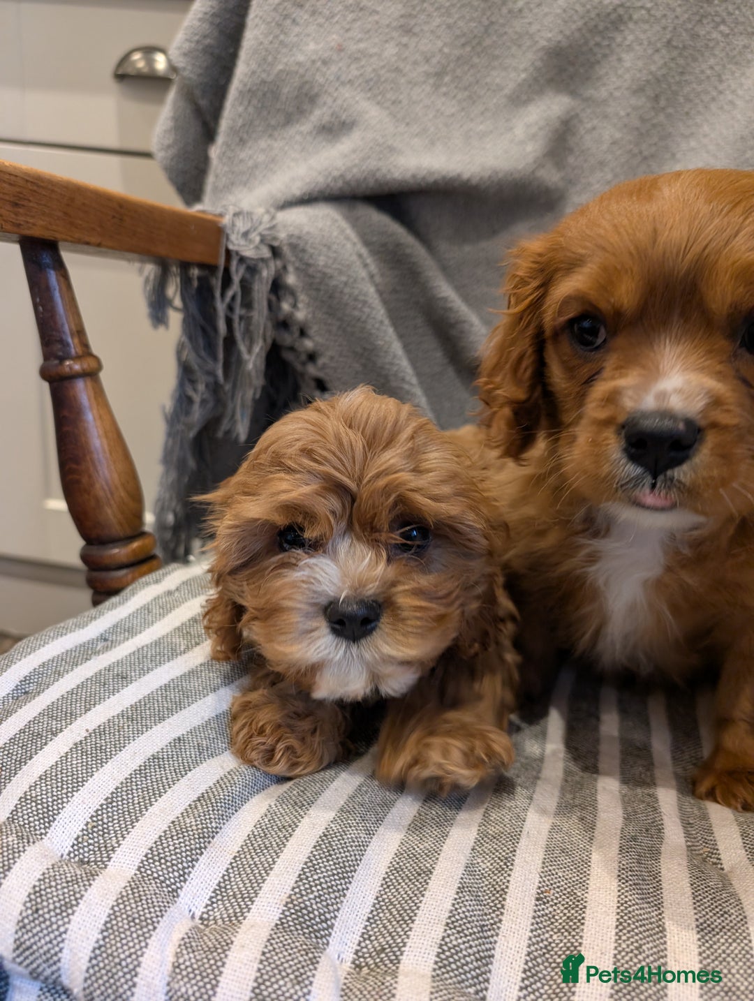 Cavachon dogs for sale: 2 Stunning Deep Red F1b Cavachon Puppies💙🩷 - Advert 6