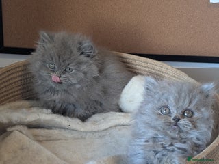 British Longhair cats British longhair kittens - LH Girl Left - Advert 1