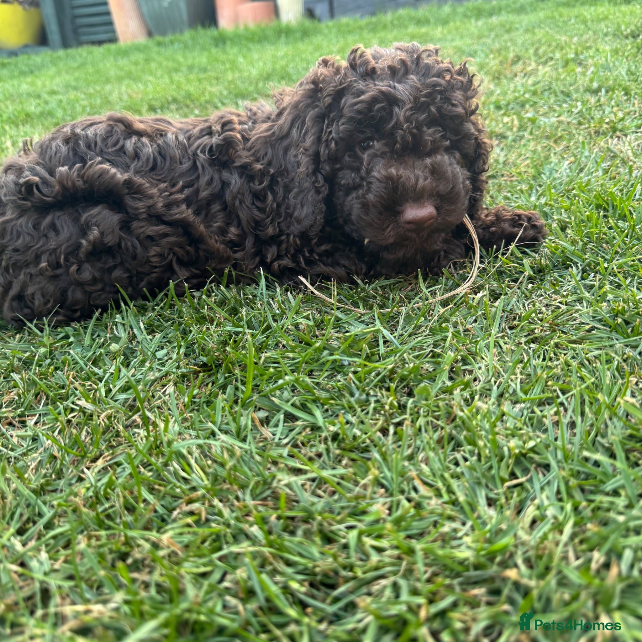 Cockapoo dogs READY NOW STUNNING CURLY CHOCOLATE MALE - Advert 6