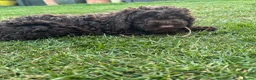 Cockapoo dogs for sale: READY NOW STUNNING CURLY CHOCOLATE MALE - Advert 1
