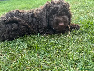 Cockapoo dogs READY NOW STUNNING CURLY CHOCOLATE MALE - Advert 6