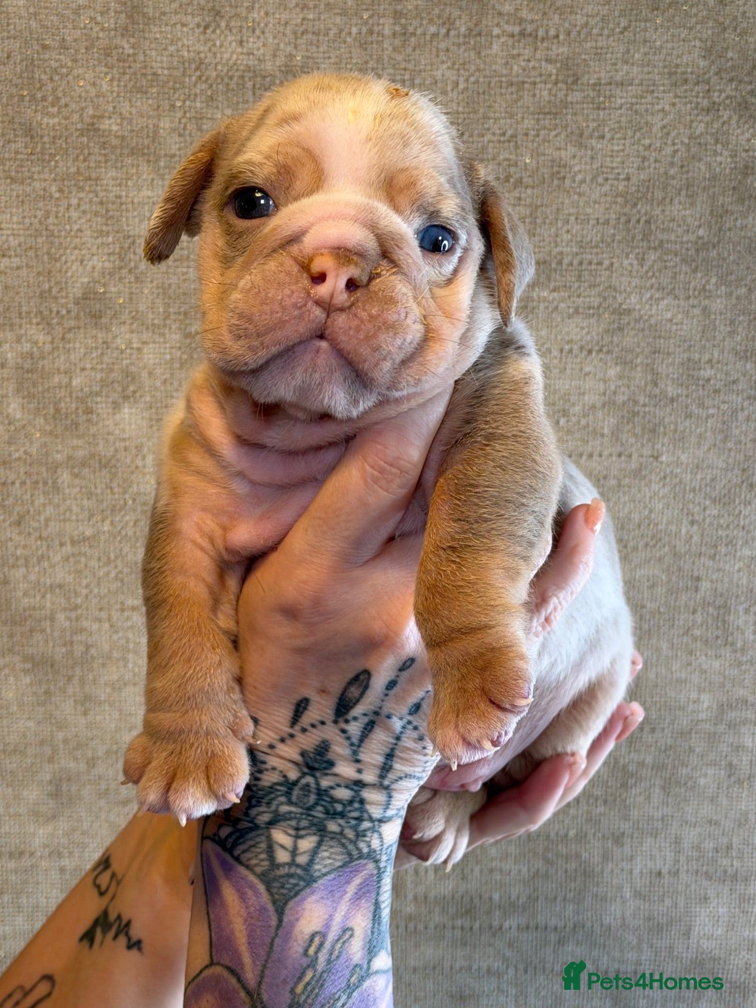 English Bulldog dogs 🏆 🏅KC reg ENGLISH BULLDOG pups 🏅🏆 - Advert 2