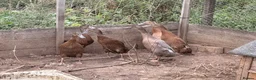 Ducks poultry for sale: Runner Ducks - Advert 3