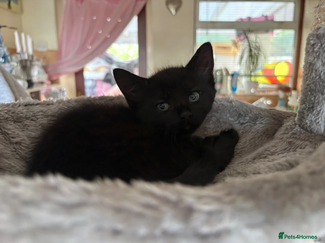 Mixed Breed cats for sale: Kittens for sale - Advert 10