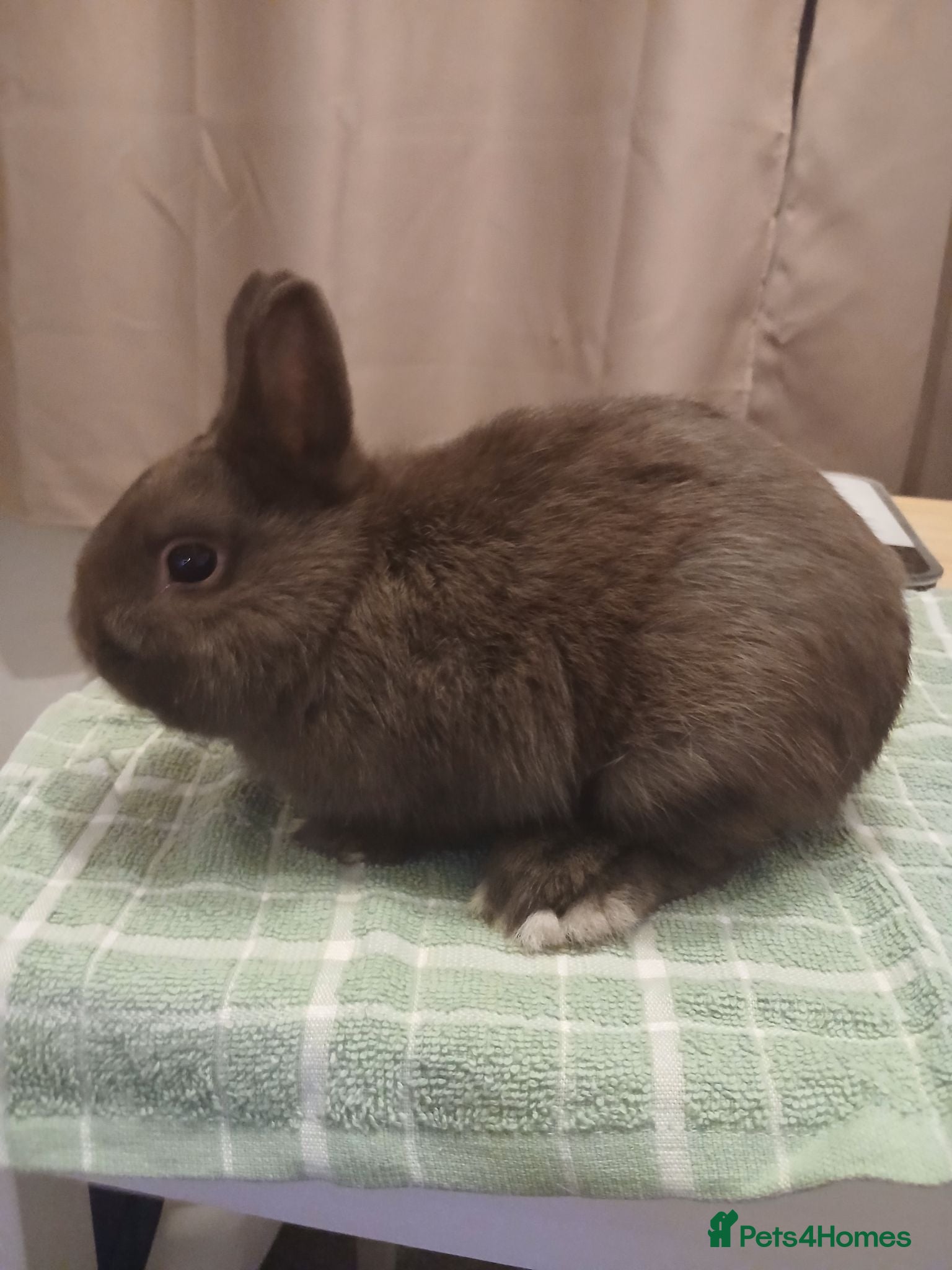 Netherland Dwarf rabbits Netherland dwarf boys - Advert 1