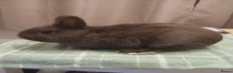 Netherland Dwarf rabbits for sale: Netherland dwarf boys - Advert 1