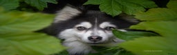 Pomsky dogs for stud: F2 Rare Blue/White Pomsky Proven Stud-US Import in Leeds - Advert 14