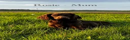 Cocker Spaniel dogs for sale: 3 Working Cocker Spaniel Puppies for sale - Advert 6
